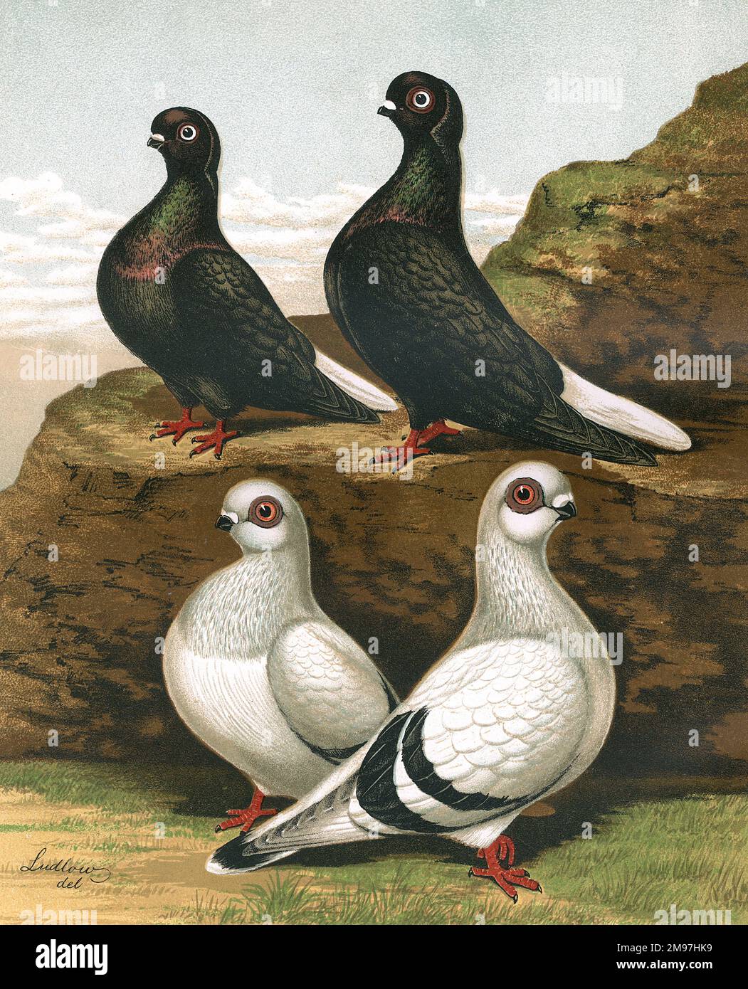 An illustration showing two Black Capuchins, also known as Syrian Wammentauben Beirut pigeons, and two Damascenes in an outdoor scenery. Both breeds are thought to have originated from Syria, and they both are a breed of fancy pigeon. The portrait illustrates their contrasting plumage colourations and markings, though both similarly have short-faced and short-beaked features. Stock Photo