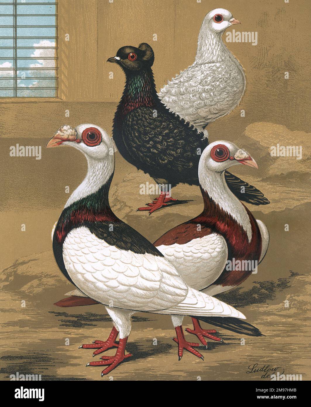 A portait illustrating two Frill-Back and two Scandaroon pigeons. Both breeds are domesticated and a breed of fancy pigeon. The two varieties of Frill-Backs, the crest and plain-headed, are illustrated in full-length to show their frill or curls on the wing shield feathers and feet. The Scandaroons, also known as 'Nuremberg Bagdads' are illustrated to show their varied pied colouration and prominent wattle on the nostril cere. Stock Photo