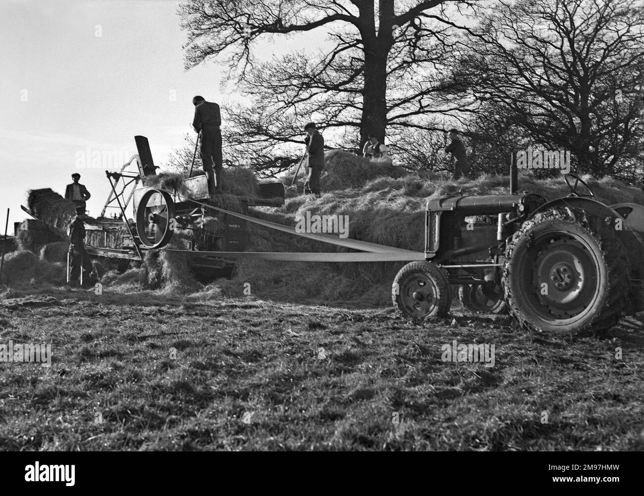 People haymaking in a field. Stock Photo