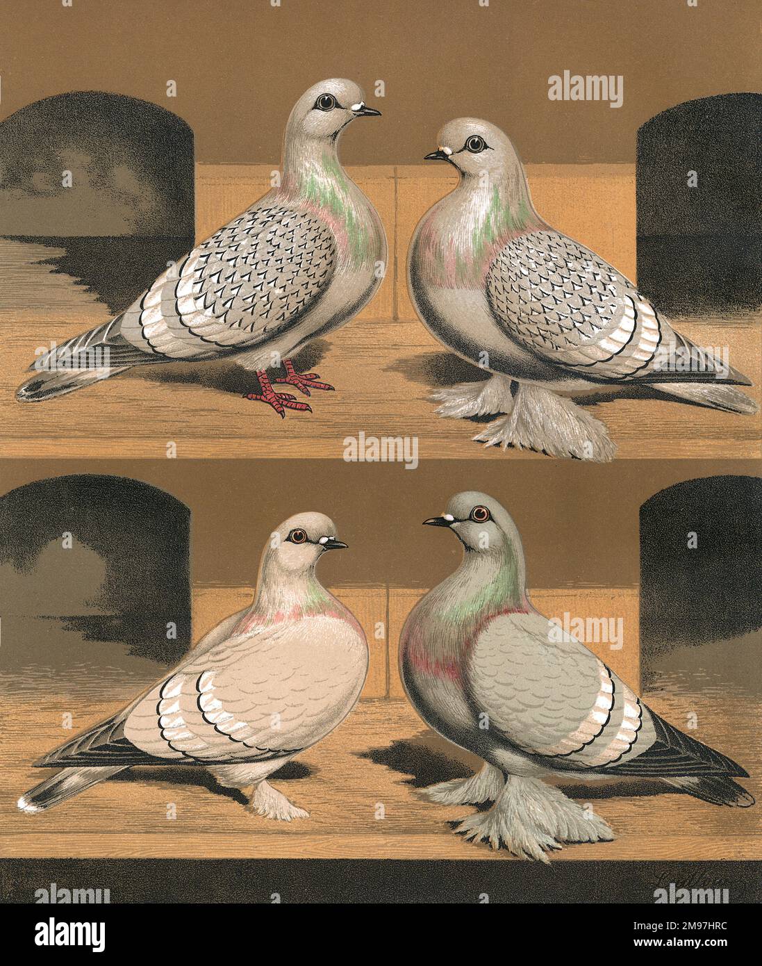An Ural, Silver, Siberian and Blue Ice Pigeons are seen here illustrated inside a pigeon coop, as known as a 'loft'. The Ice Pigeon is a domesticated and fancy breed of pigeon. Each pigeon present their similar, yet varied features as an Ice pigeon. Such as their barred or laced wing markings, their dark fringed eyes which are linked to their dark coloured beaks, and their feathered feet. Stock Photo
