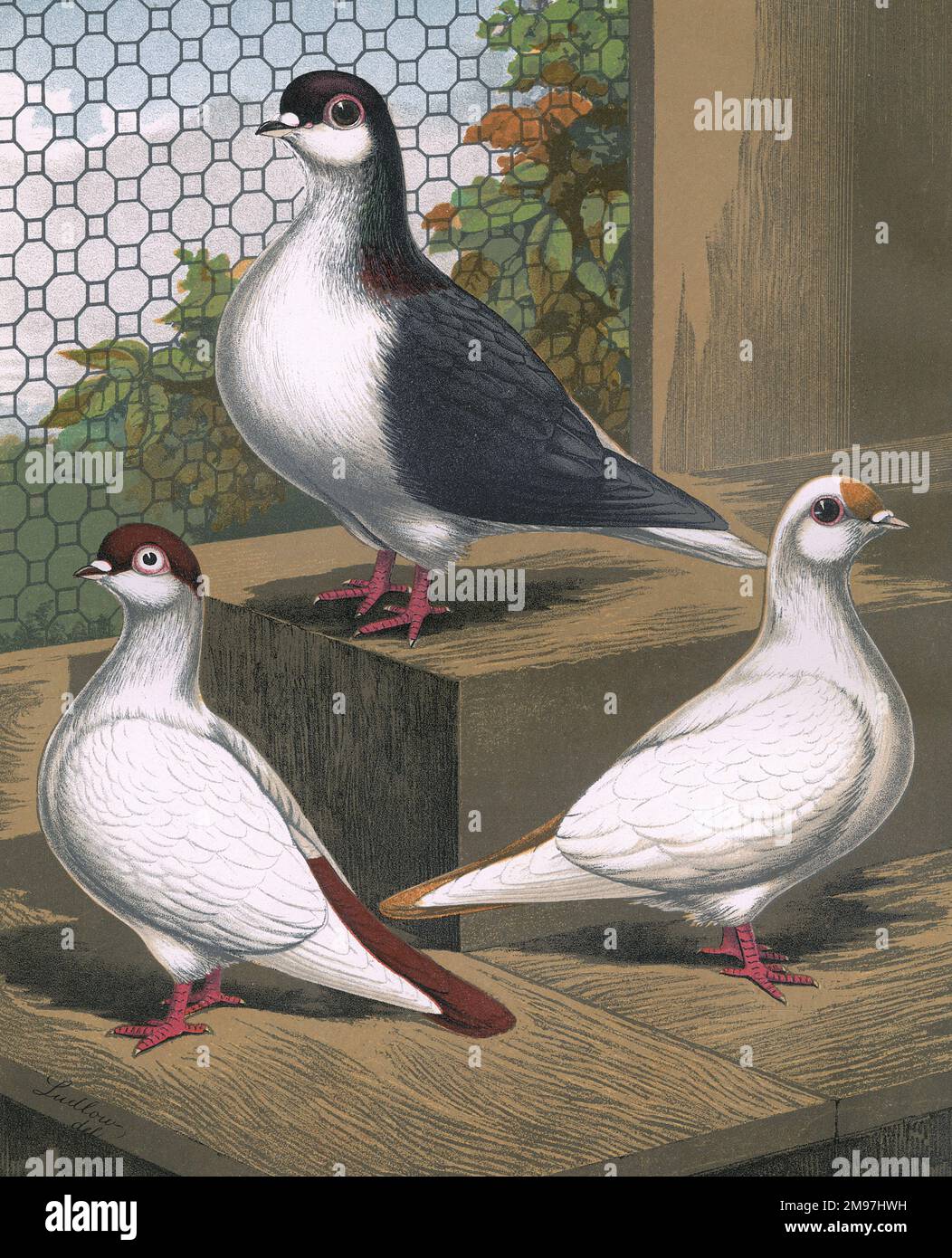 A portrait of three breeds of fancy pigeon illustrated inside their coop. The plain-headed Red Helmet presents its bicoloured plumage formation. To the right is the Yellow Spot, which has similar colouration, yet it has a distinctive spot on the front of its head, hence its name. As for the Black Lahore, originating from Pakistan, it is also significantly larger in size. Its markings are unusual, the most distinctive on it's head and neck. Stock Photo