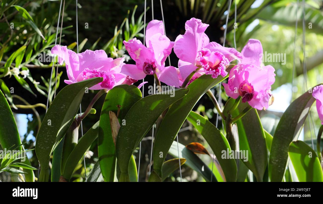 Hanging purple tropical flowers hi-res stock photography and images - Alamy