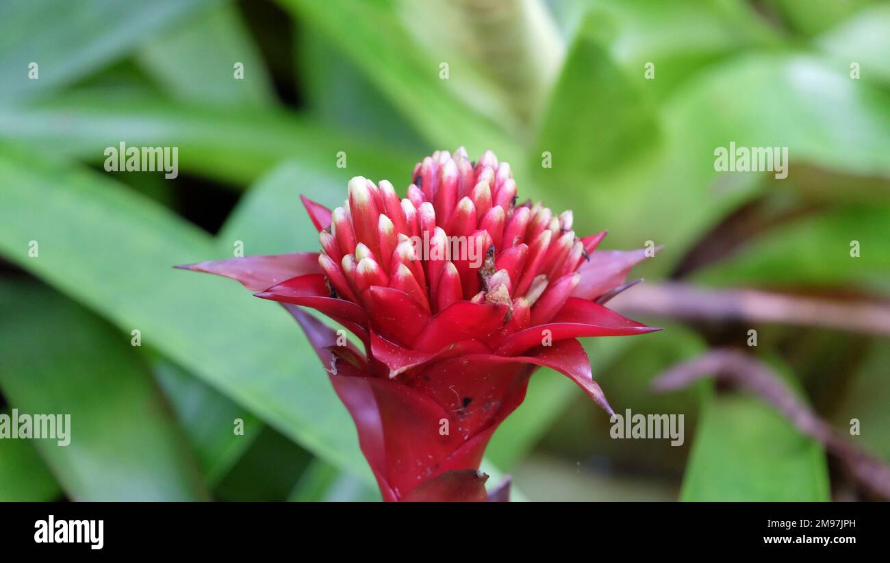 Closeup of a blooming red bromeliad flower, with green leaves in the background. Stock Photo