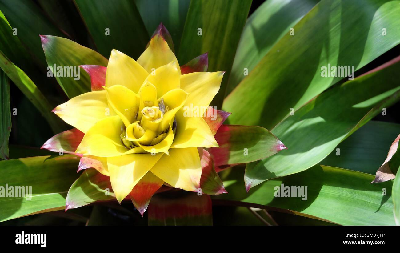 Closeup of a blooming yellow bromeliad flower, with green leaves in the background. Stock Photo