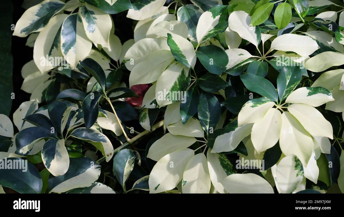 Background of dwarf umbrella tree, with green and pale yellow leaves. Stock Photo
