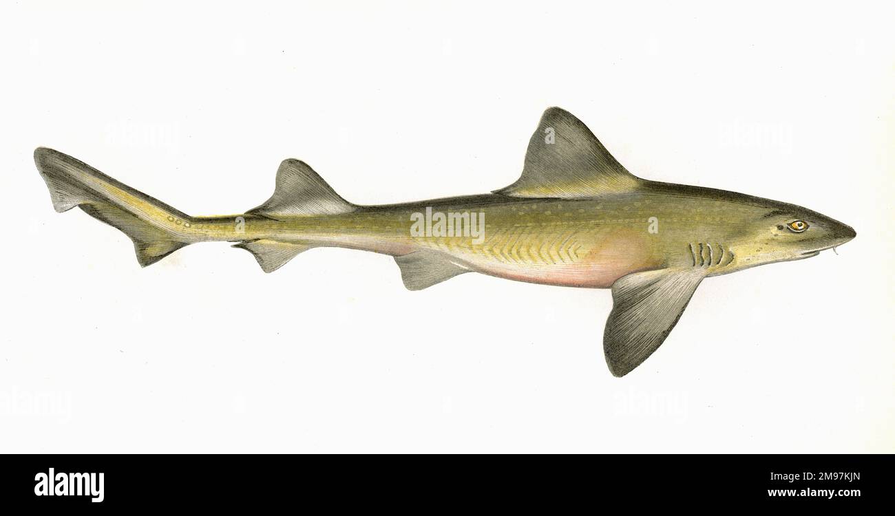 Mustelus asterias, or Starry smooth-hound, a species of houndshark. Stock Photo