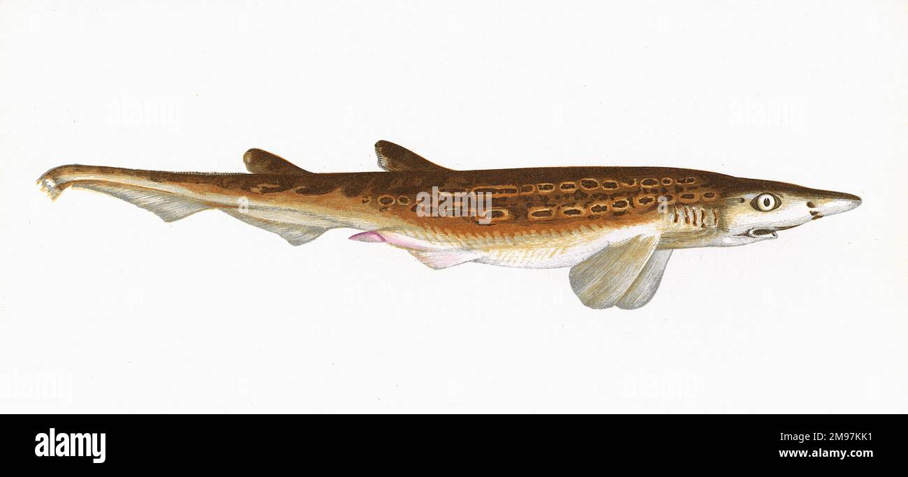 Galeus melastomus, also known as the blackmouth dogfish or catshark. Stock Photo