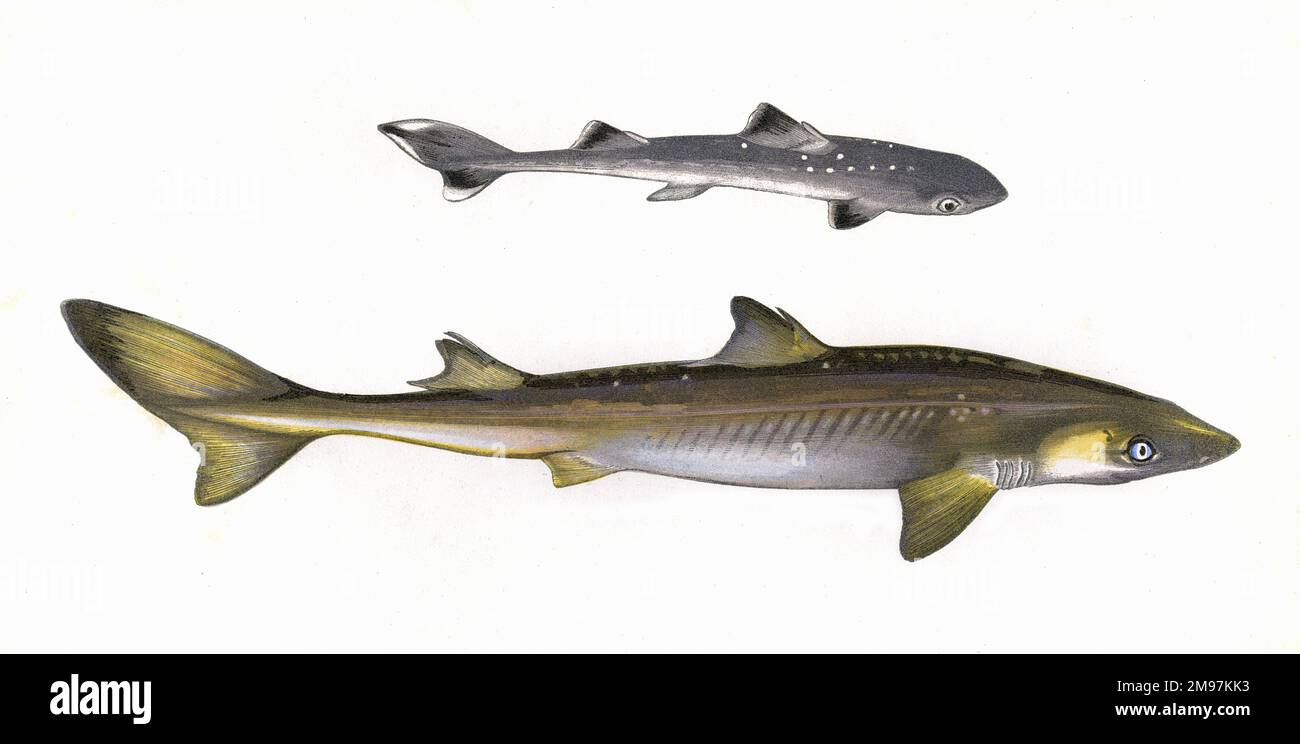 Squalus acanthias, or Spiny dogfish, also known as spurdog, mud shark