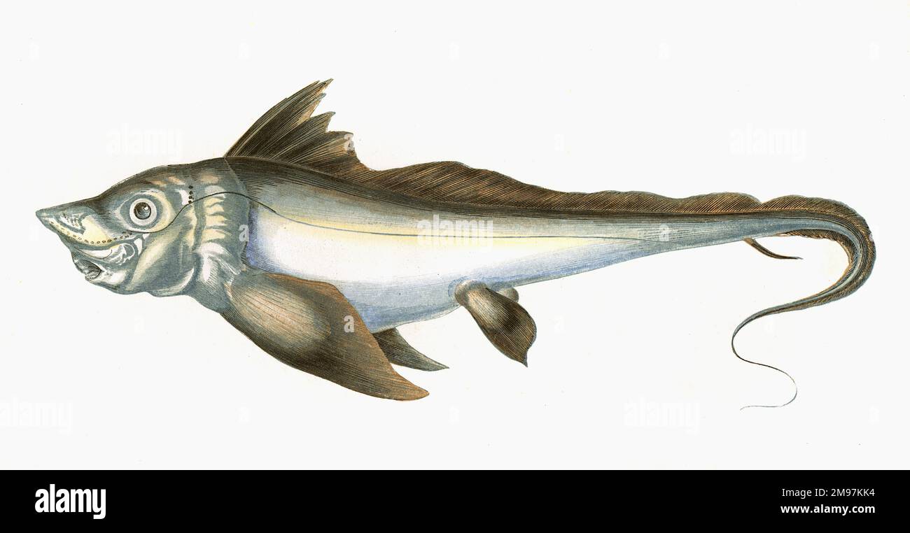 Chimaera
