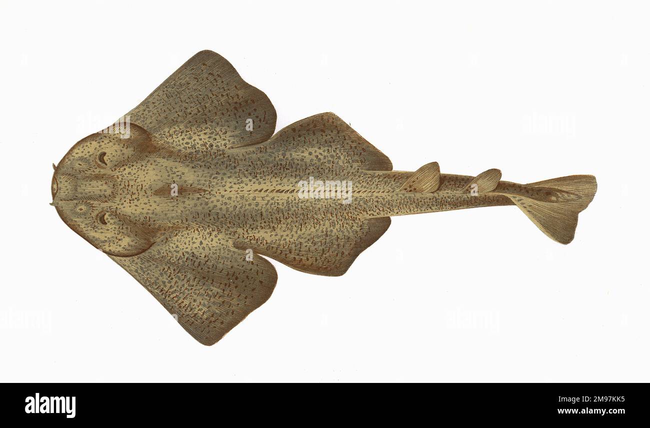 Squatina squatina, or Monkfish, also known as angelshark and angelfish. Stock Photo