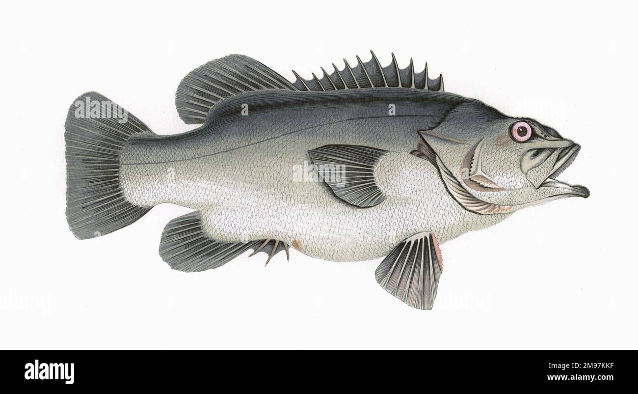 Polyprion americanus, or Atlantic Wreckfish, also known as Stone Bass. Stock Photo
