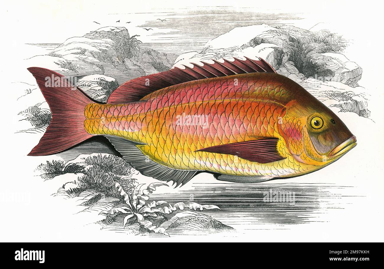 Pagrus pagrus, or Becker, a sea bream or braise. Stock Photo