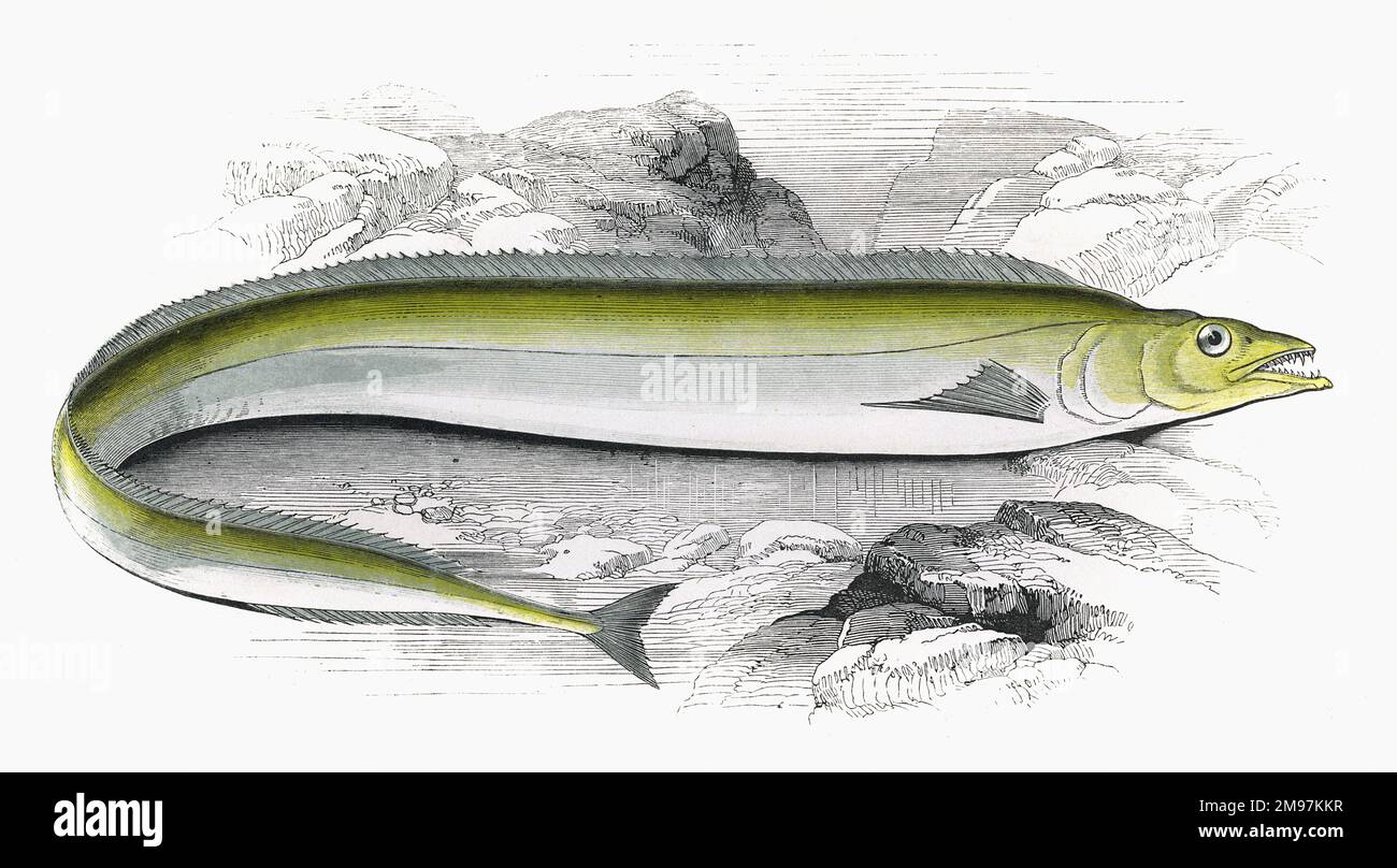 Lepidopus caudatus, or Scabbard Fish, a species of cutlassfish, also known as Silver Scabbardfish, Frostfish, Beltfish and Scale-Foot. Stock Photo
