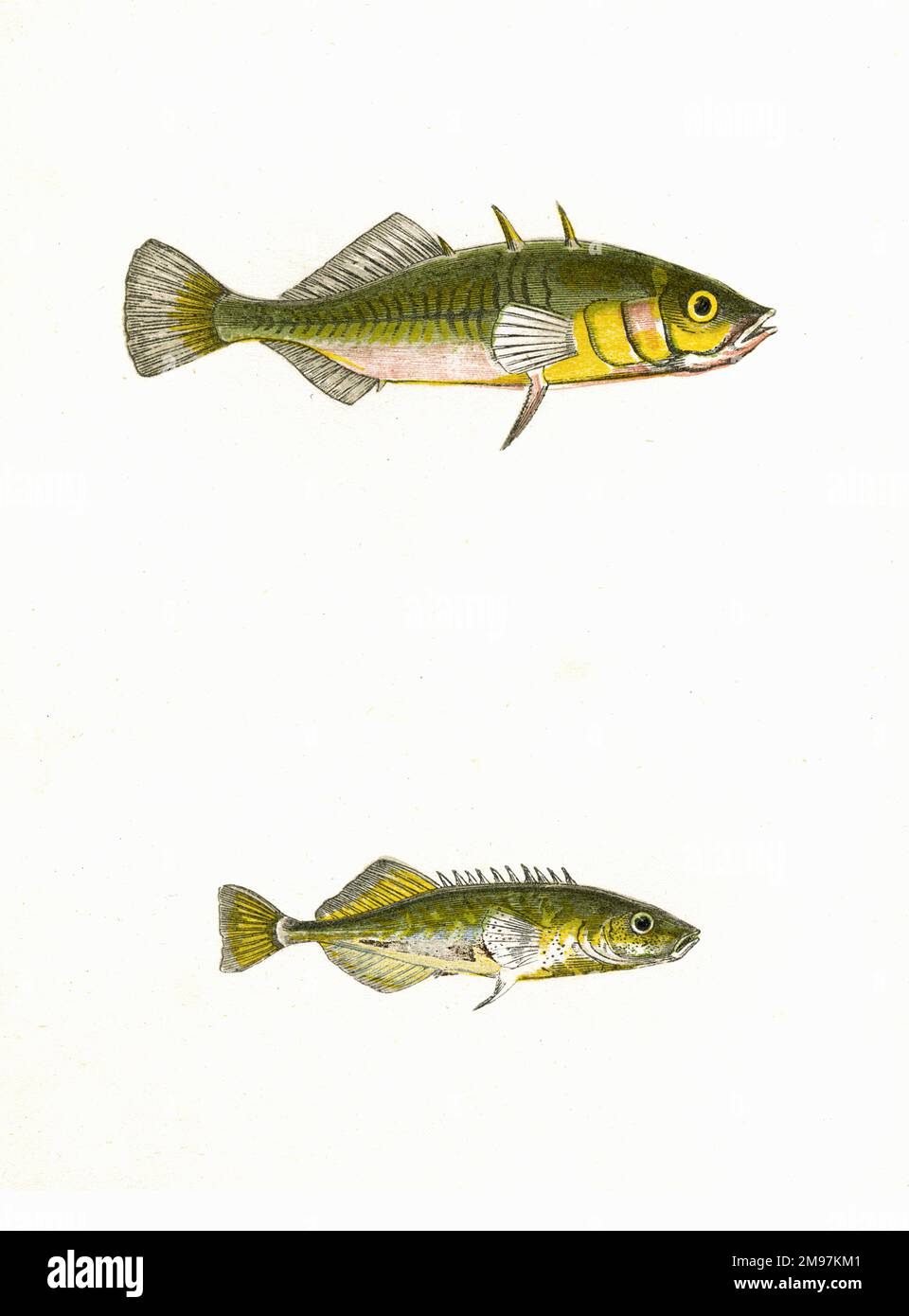 Three-Spined Stickleback (Gasterosteus aculeatus, above), also known as Banstickle, Minnis, Sharpling and Pricklefish, and Tinker (Gasterosteus pungitius, below), also known as Ten-Spined Stickleback. Stock Photo