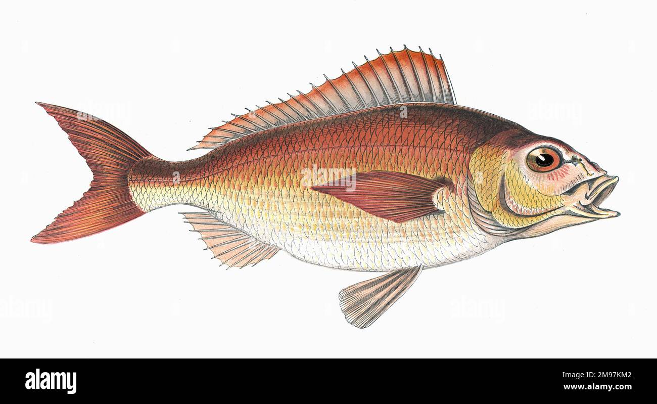 Pagellus Owenii (or Pagellus acarne), also known as Spanish Bream and Axillary Bream. Stock Photo