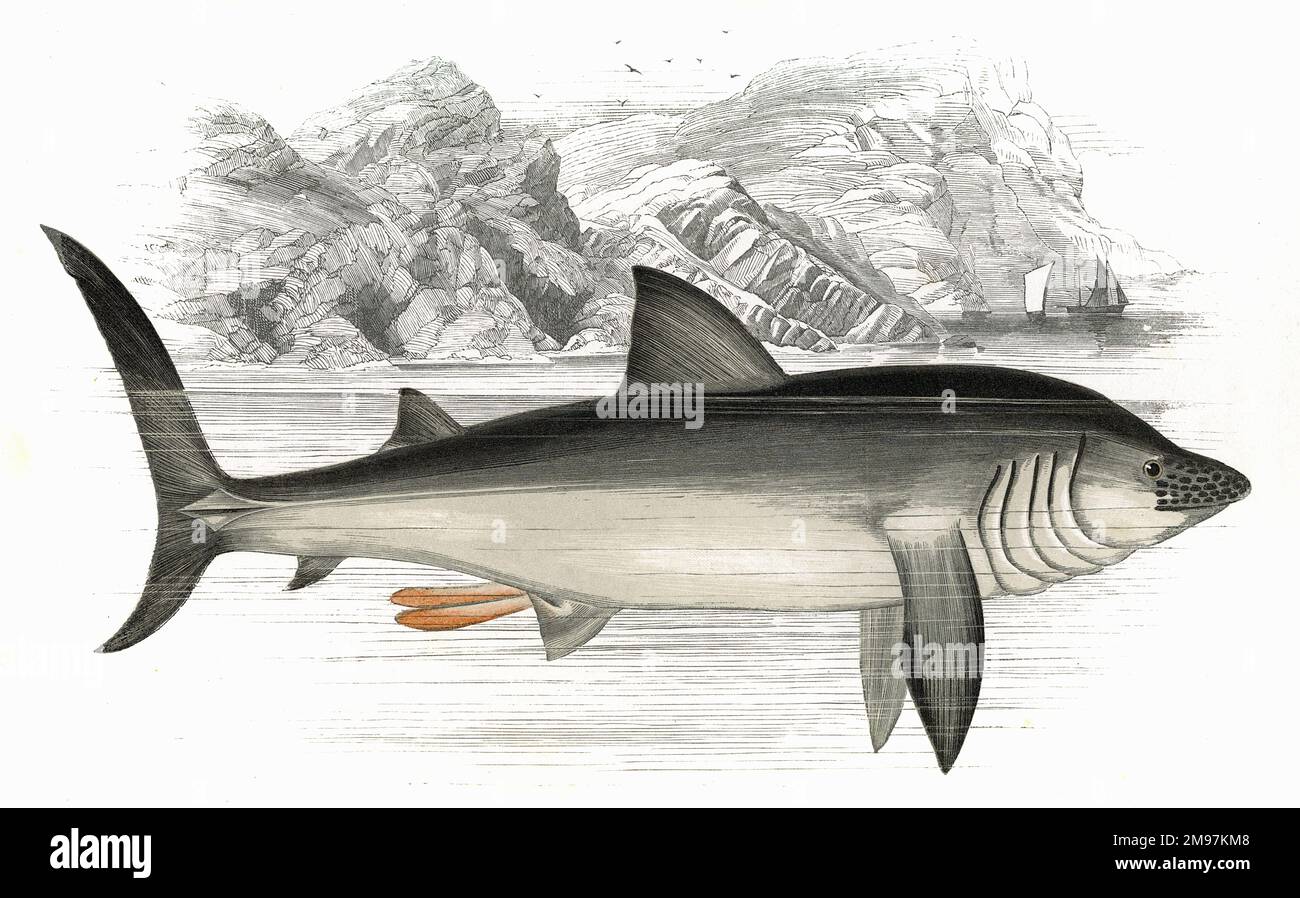 Cetorhinus maximus, or Basking Shark. Stock Photo