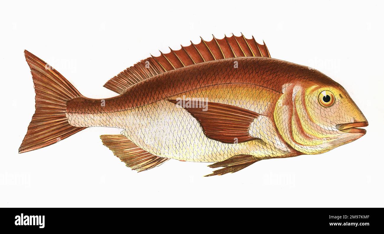 Sparus aurata, or Gilt-Head Bream, with a gold bar marking between the eyes. Stock Photo