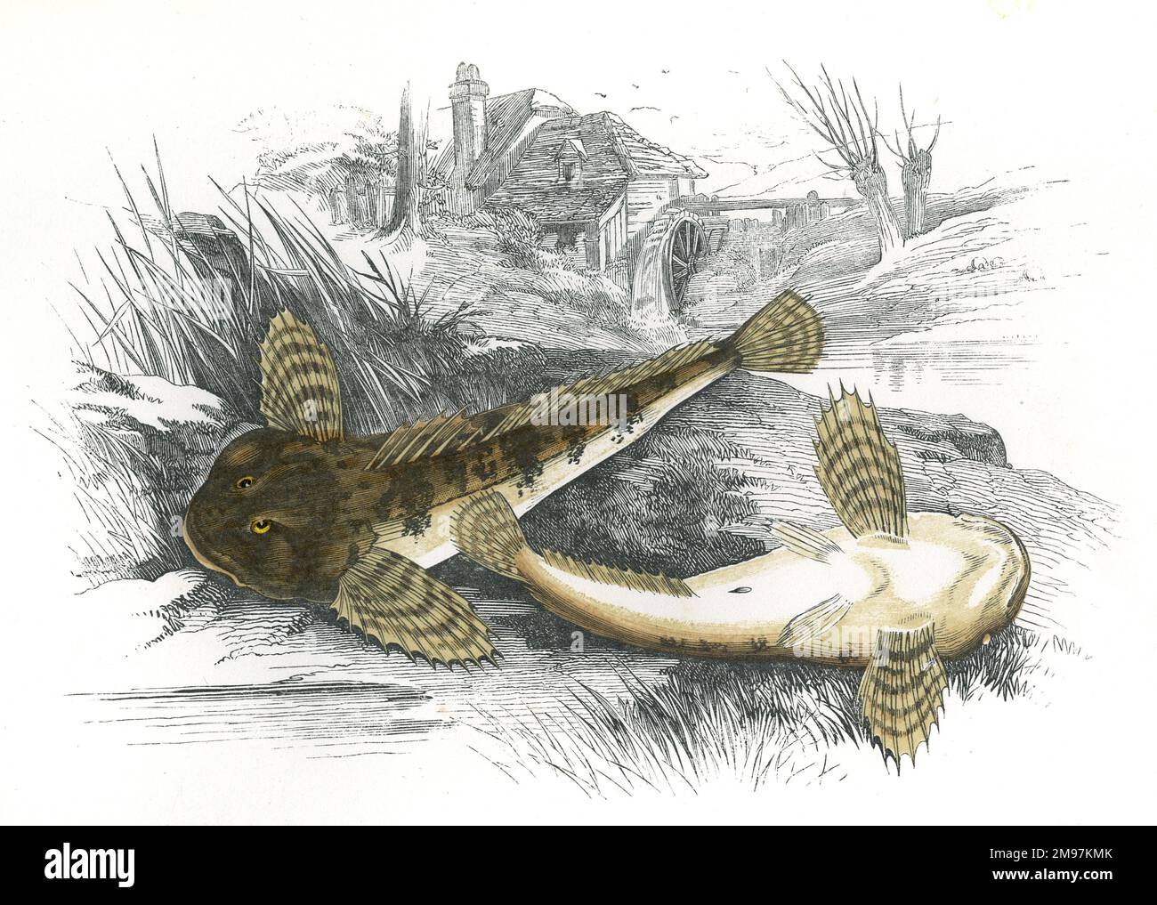 Cottus gobio, or European Bullhead, a freshwater fish also known as Miller's Thumb, Freshwater Sculpin, River Bullhead and Common Bullhead. Stock Photo