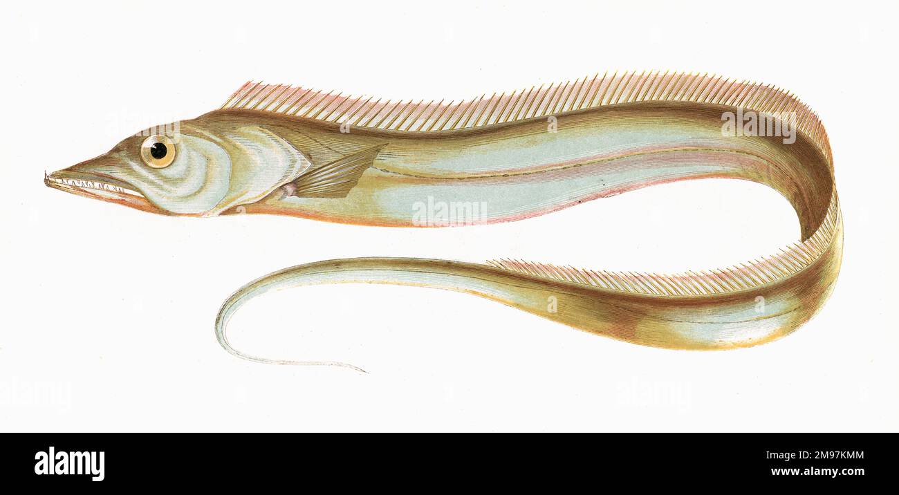 Largehead Hairtail Trichiurus Lepturus Hi res Stock Photography And 
