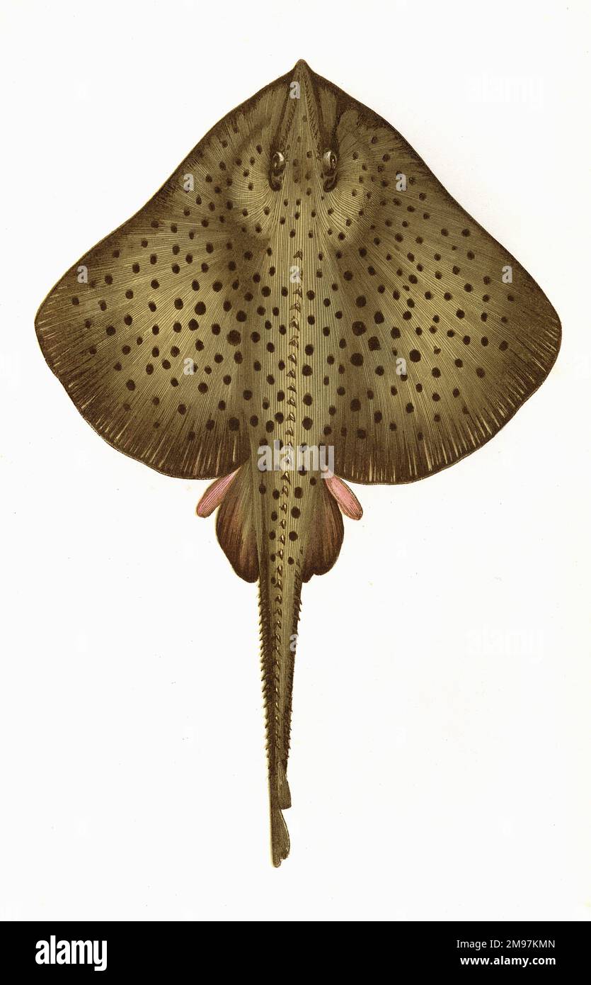 Raia montagui, or Spotted Homelyn Ray. Stock Photo