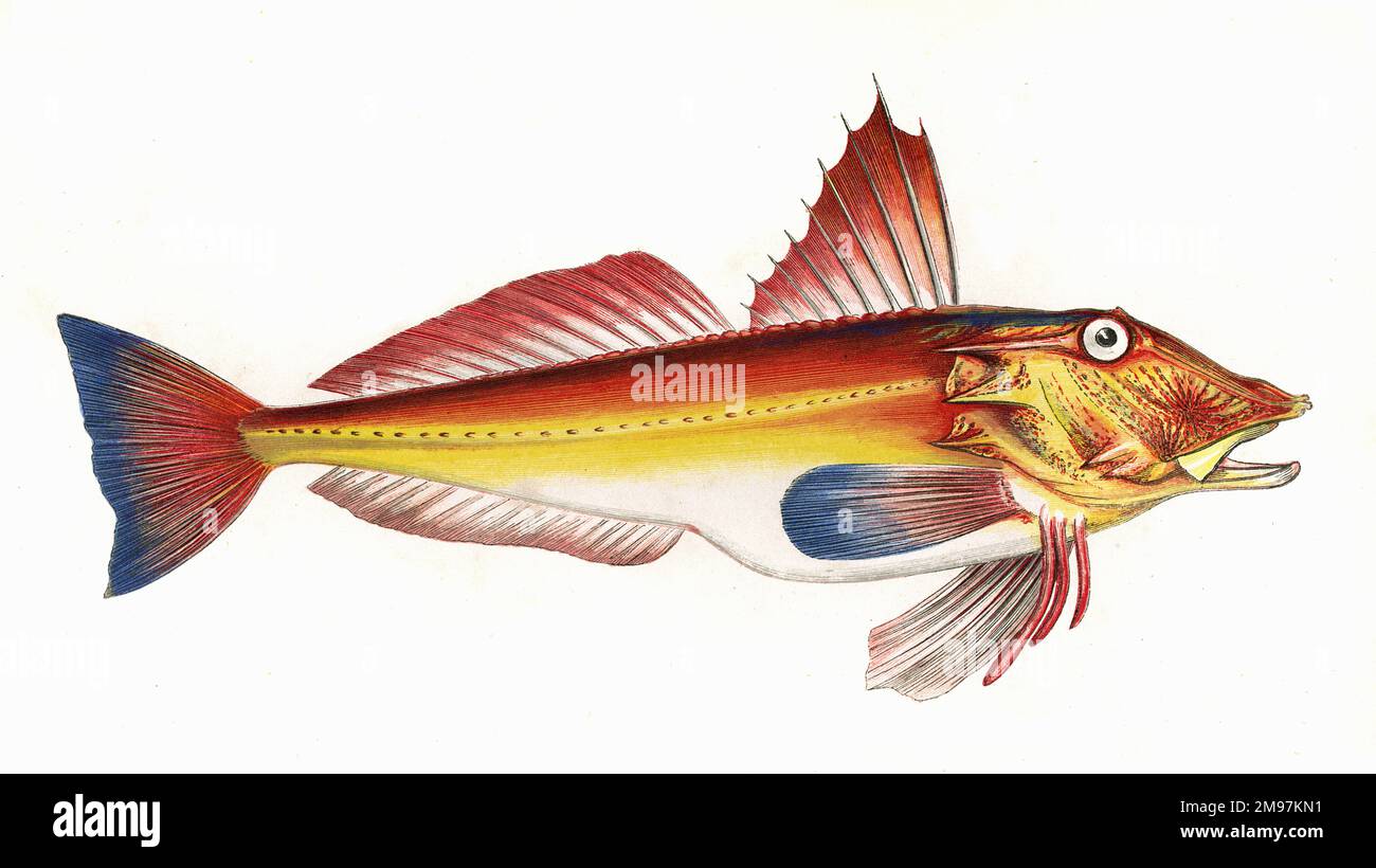 Trigla cuculus, or Bloch's Gurnard, sometimes also referred to as Red Gurnard. Marcus Elieser Bloch was a German doctor and naturalist of the late 18th century. Stock Photo