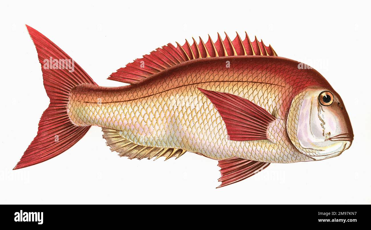 Pagrus pagrus, or Couch's Sea Bream, also known as Common Seabream, Porgy and Red Porgy. Stock Photo