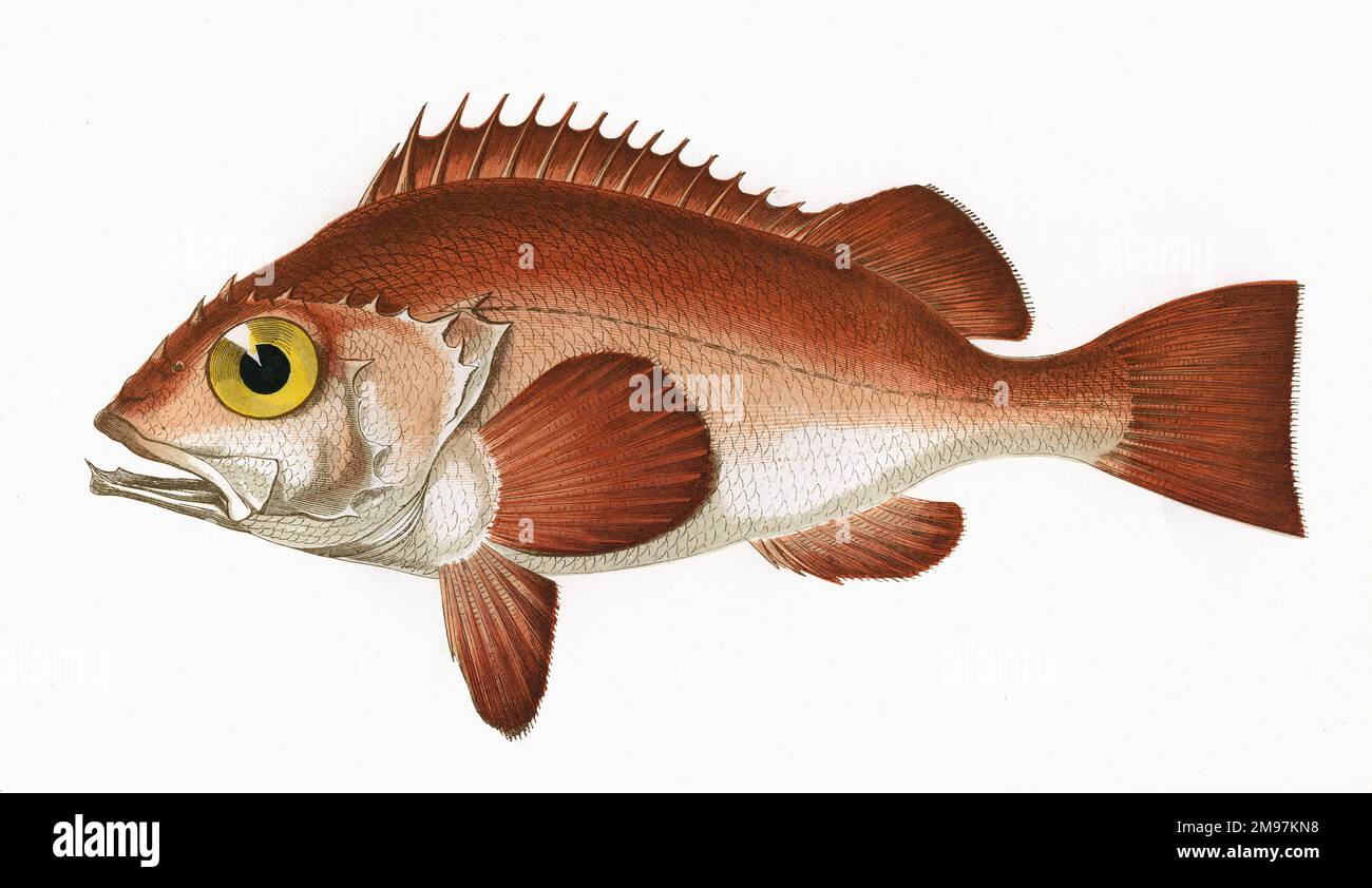 Golden snapper hi-res stock photography and images - Alamy