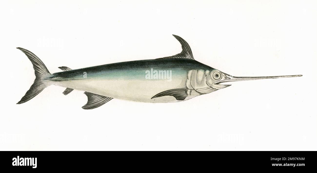 Xiphias gladius, or Swordfish, also known as Broadbills. Stock Photo