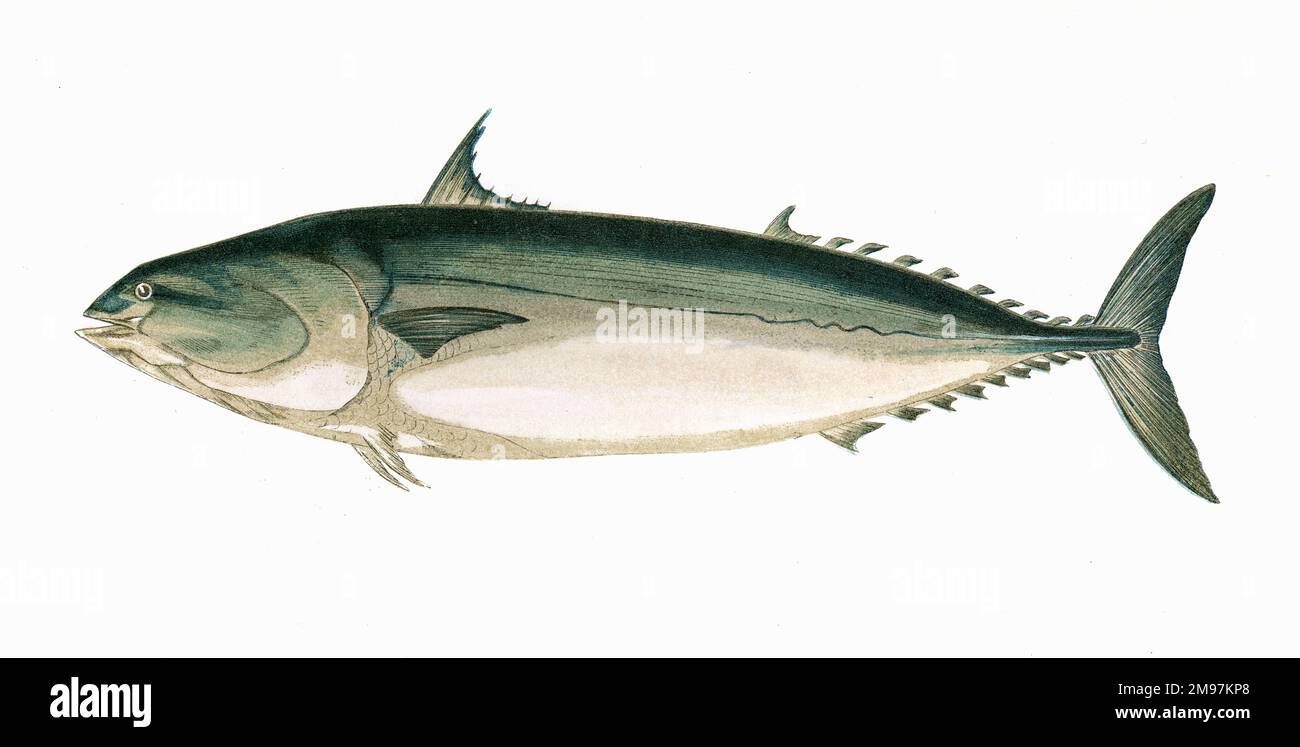 palomette-hi-res-stock-photography-and-images-alamy