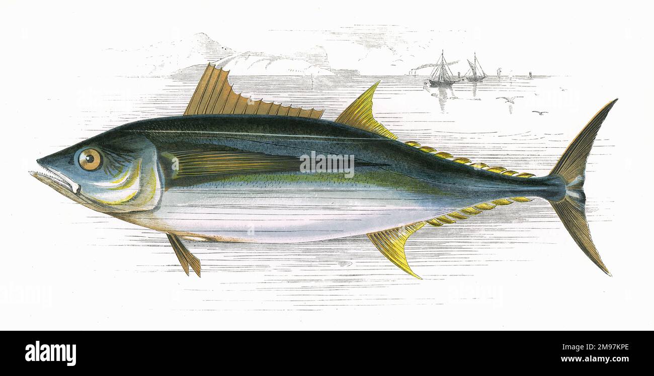 Orcynus germon, or Long-Finned Tunny. Stock Photo