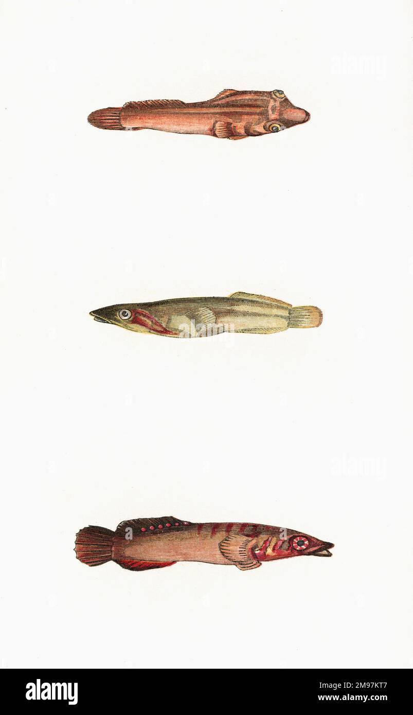 Three versions of the Lepadogaster candollei, or Connemara Sucker or Clingfish. Stock Photo