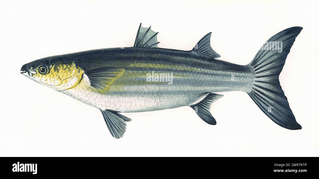 Mugil cephalus, or Flathead Mullet, also known as Grey Mullet, Great Mullet and (simply) Mullet. Stock Photo