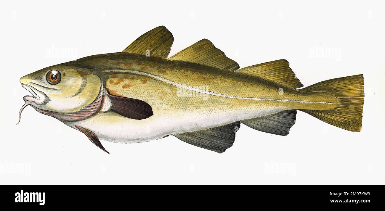 Gadus morhua , or Cod. Stock Photo