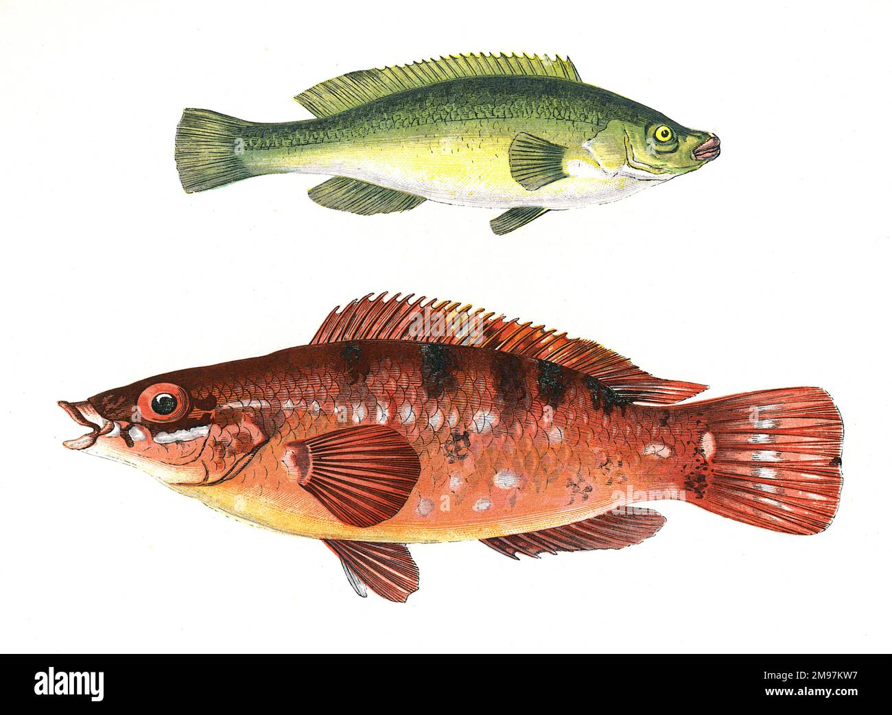 Green Wrasse
