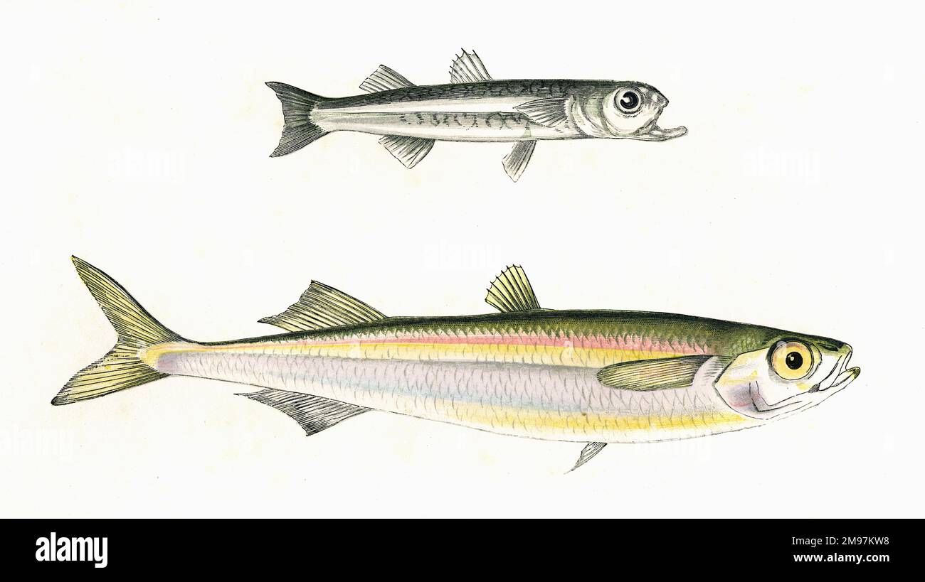 Atherina presbyter, also known as Silverside, Smelt and Sand Smelt, and the larger Atherina boyeri, also known as Big-Scale Sand Smelt and Boier's Atherine. Stock Photo