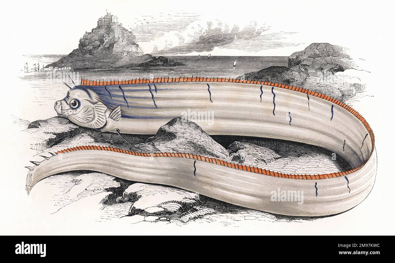 Regalecus Banskii, or Banks's Oarfish, a long, flat fish. Stock Photo