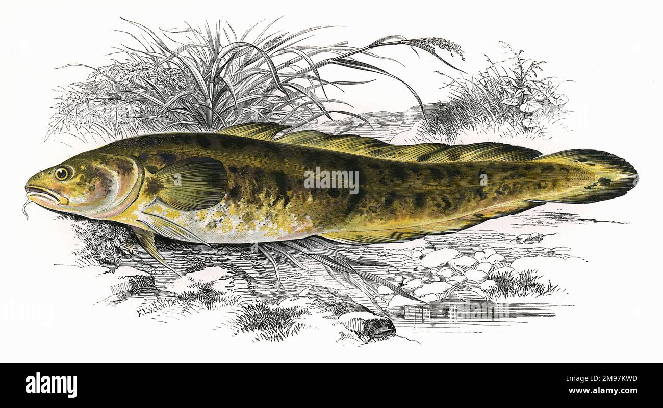 Lota lota, or Burbot, also known as Burbolt, Bubbot, Eelpout, Mariah and Lawyer. Stock Photo