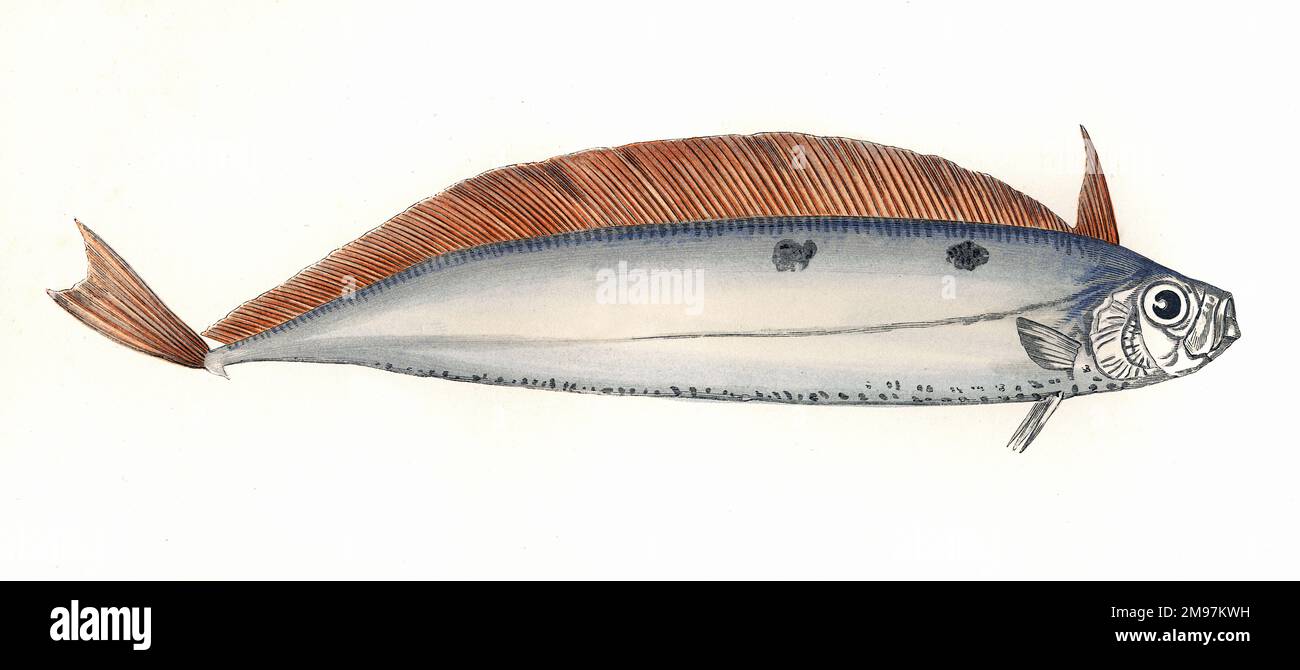Trachipterus arcticus, or Dealfish, a species of Ribbonfish. Stock Photo