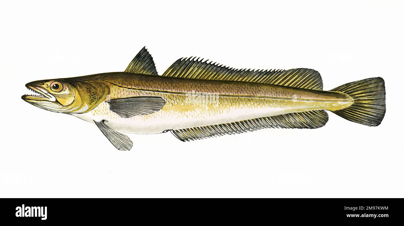 Merluccius, or Hake -- possibly Merluccius bilinearis, or Silver Hake, also known as Atlantic Hake and New England Hake. Stock Photo