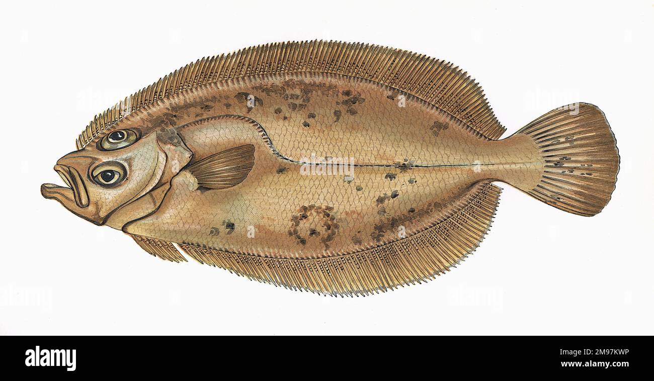 Carter, Mary Sole or Queen's Sole, a flatfish of the Soleidae family, also known as Whiff. Stock Photo