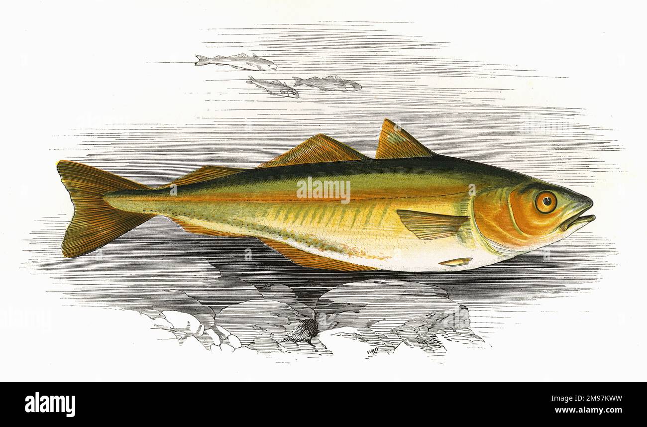 Pollachius pollachius, or Green Pollack Stock Photo Alamy