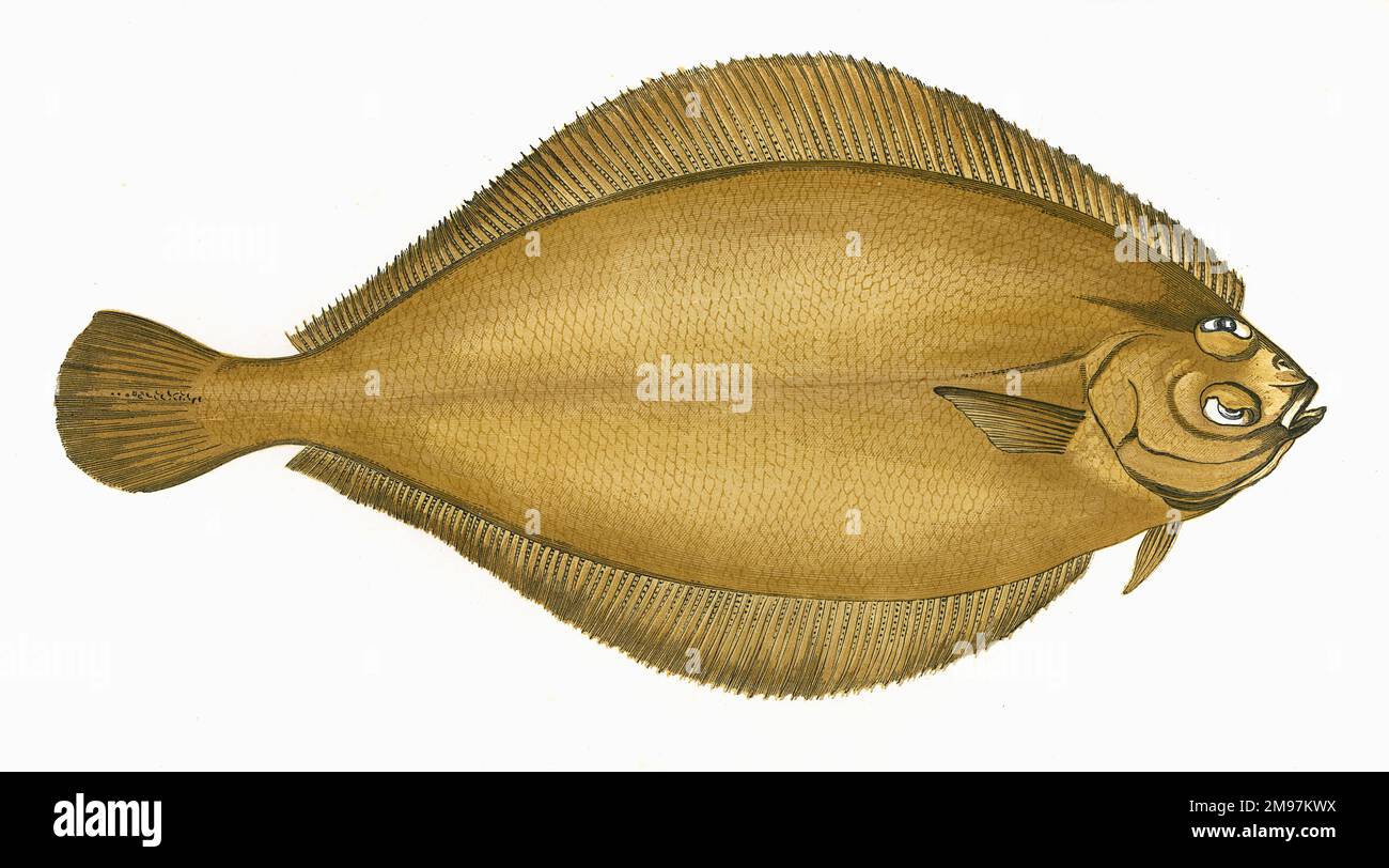Pleuronectes cynoglossus, or Craigfluke, also known as Witch and Pole, a species of flatfish. Stock Photo