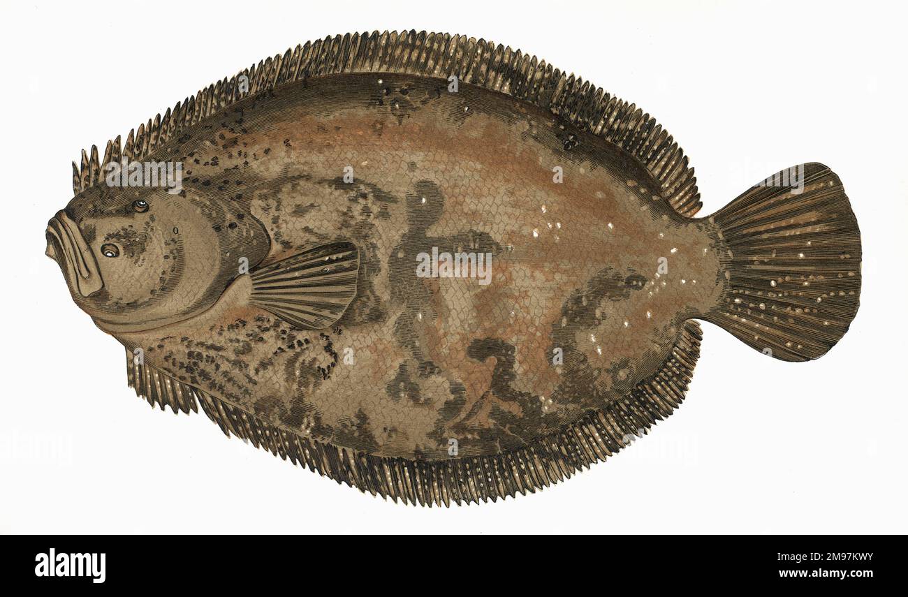 Scophthalmus rhombus, or Brill, also known as Pearl, Kite, Lugalee and Lugaleef. Stock Photo