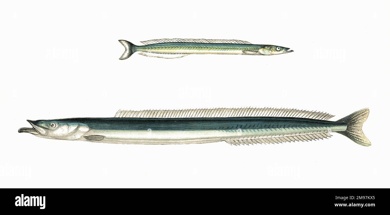 Lesser Launce (Lance) and Larger Launce (Lance) or Wide-Mouthed Launce (both classified as Ammodytes tobianus).  Also known as Sand Eel and Sandlance as they burrow in sand. Stock Photo