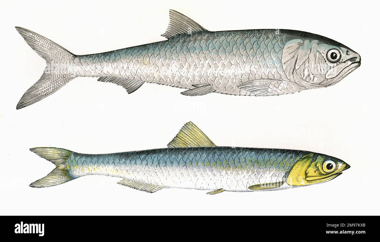 Scale-Finned Shad (another version of Alosa fallax or Twait Shad) and European Anchovy (Engraulis encrasicolus). Stock Photo