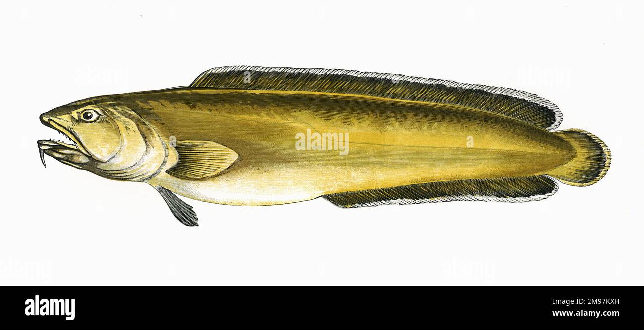 Brosme brosme, or Cusk, also known as Torsk, Tusk, Brismak, Brosmius and Moonfish. Stock Photo
