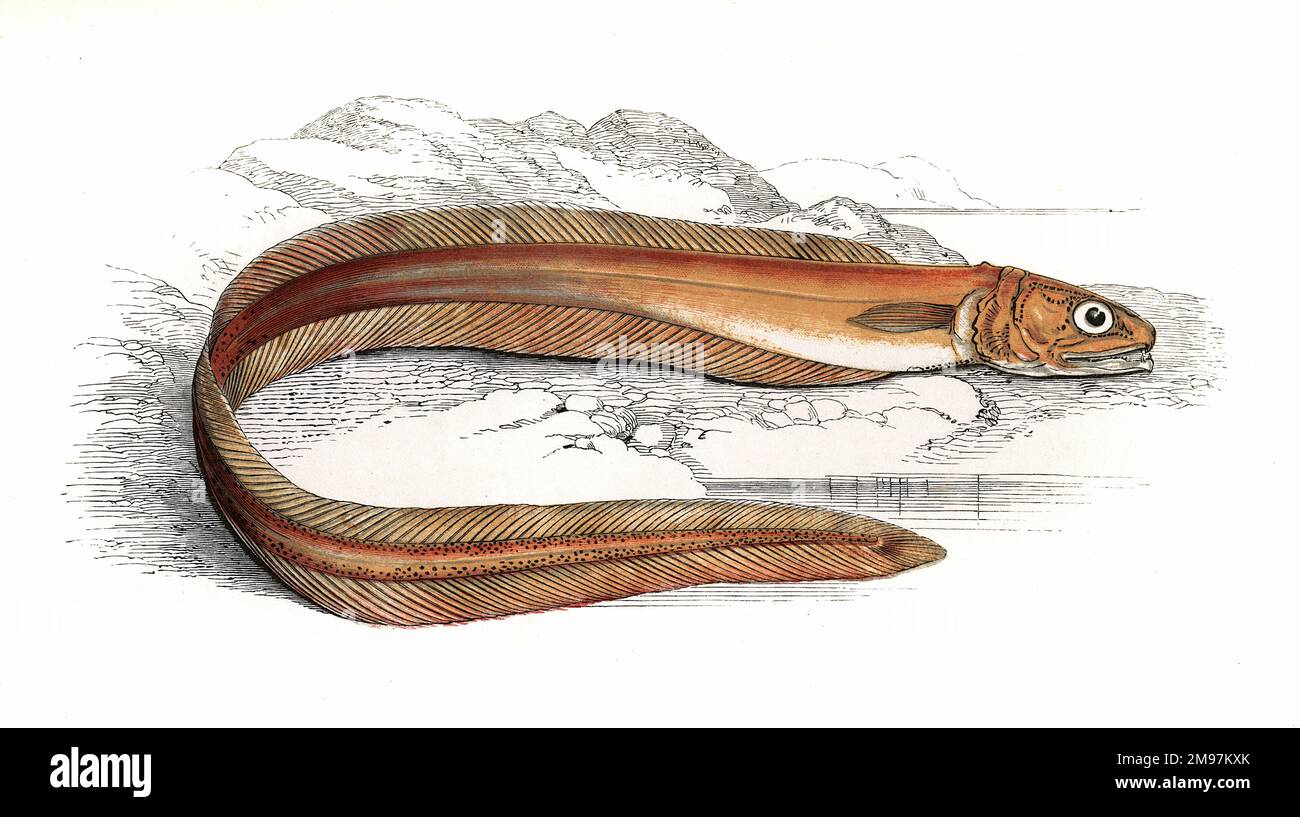 Echiodon dentatus, or Drummond's Echiodon, also known as Fierasfer dentatus and Pearlfish. Stock Photo