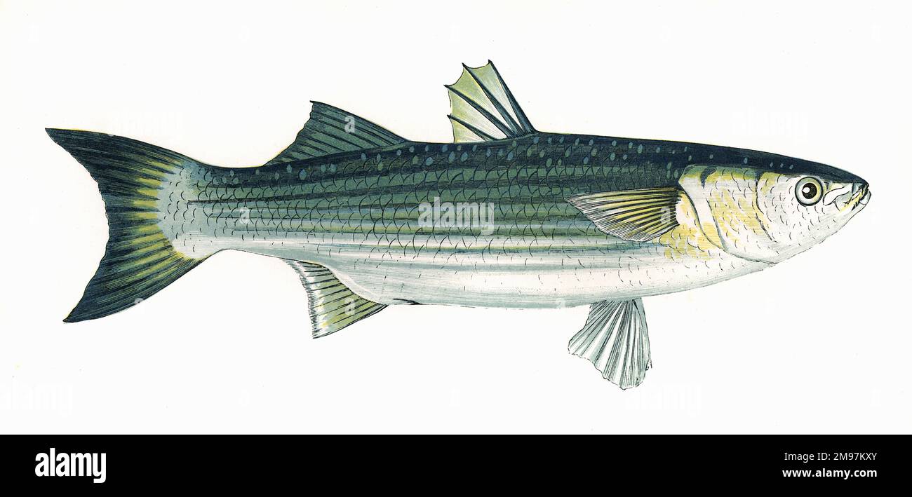 Mugil chelo, or Lesser Grey Mullet. Stock Photo