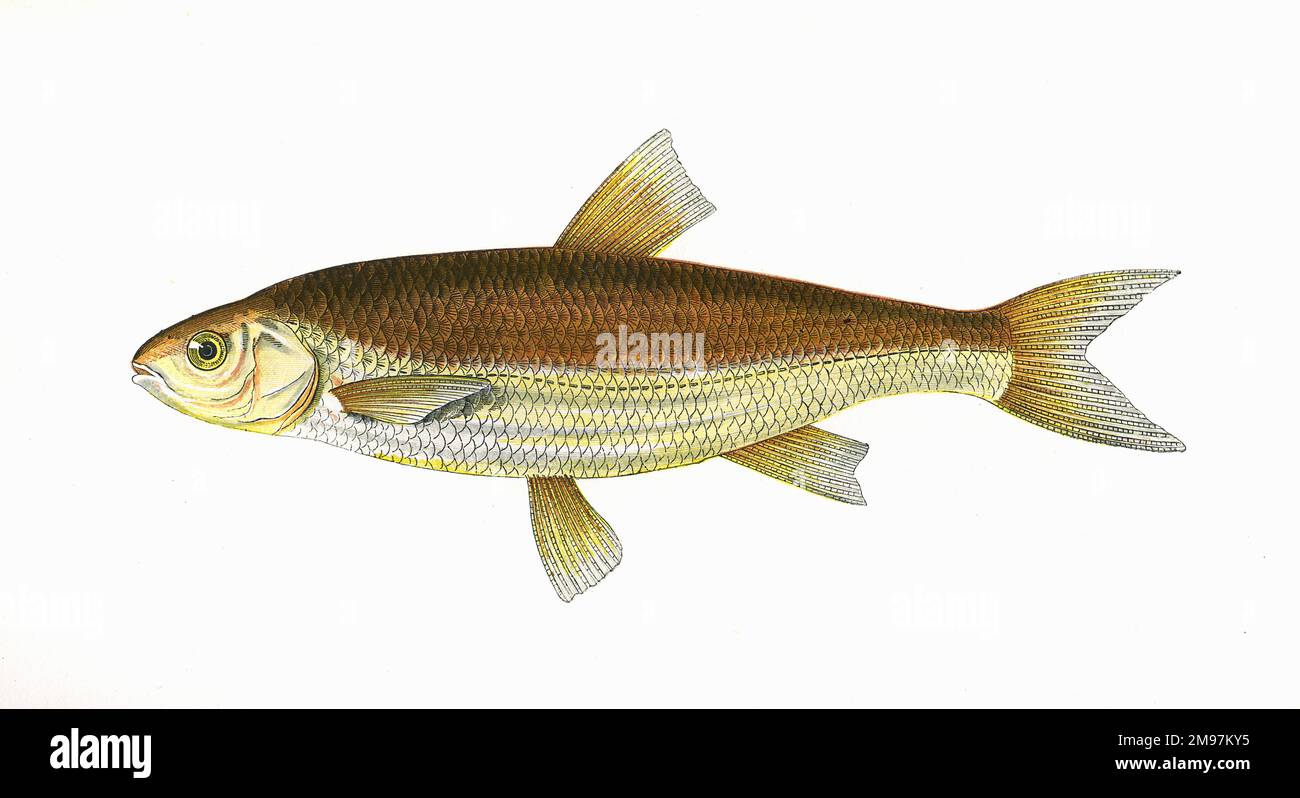 Leuciscus leuciscus, or Common Dace, a freshwater or brackish water fish of the Cyprinidae family. Described here as Graining. Stock Photo