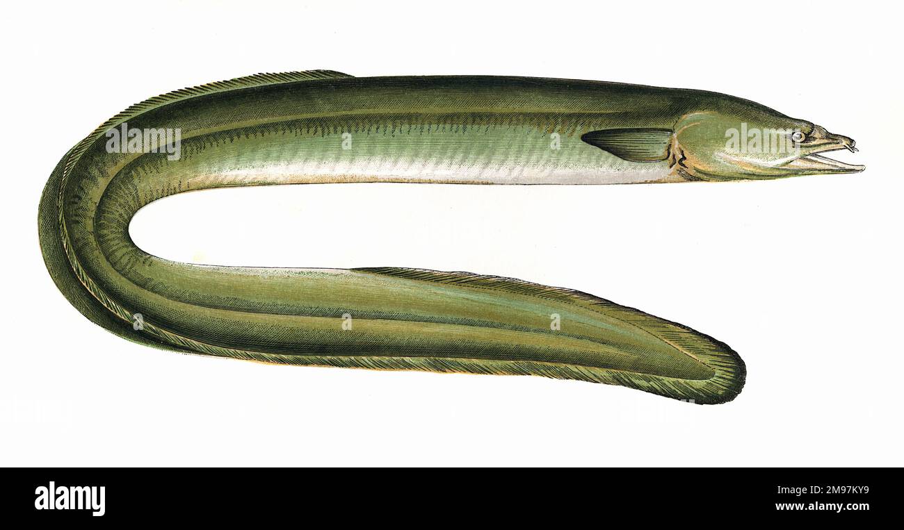 Anguilla anguilla (Anguilla hibernica), or Dublin Eel, a freshwater eel